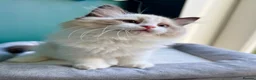Ragdoll cats for sale: WORLD BEATIFUL RAGDOLL KITTEN / FIFE - Advert 16