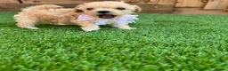 Cockapoo dogs for sale: 🐾 Adorable F1BB Teddy bear toy cockapoos 🐾 - Advert 7