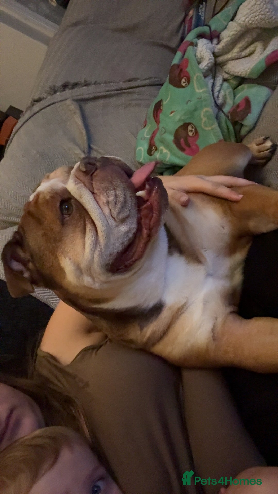 English Bulldog dogs for sale: Bear - British Bulldog, 5 years old - Image 5
