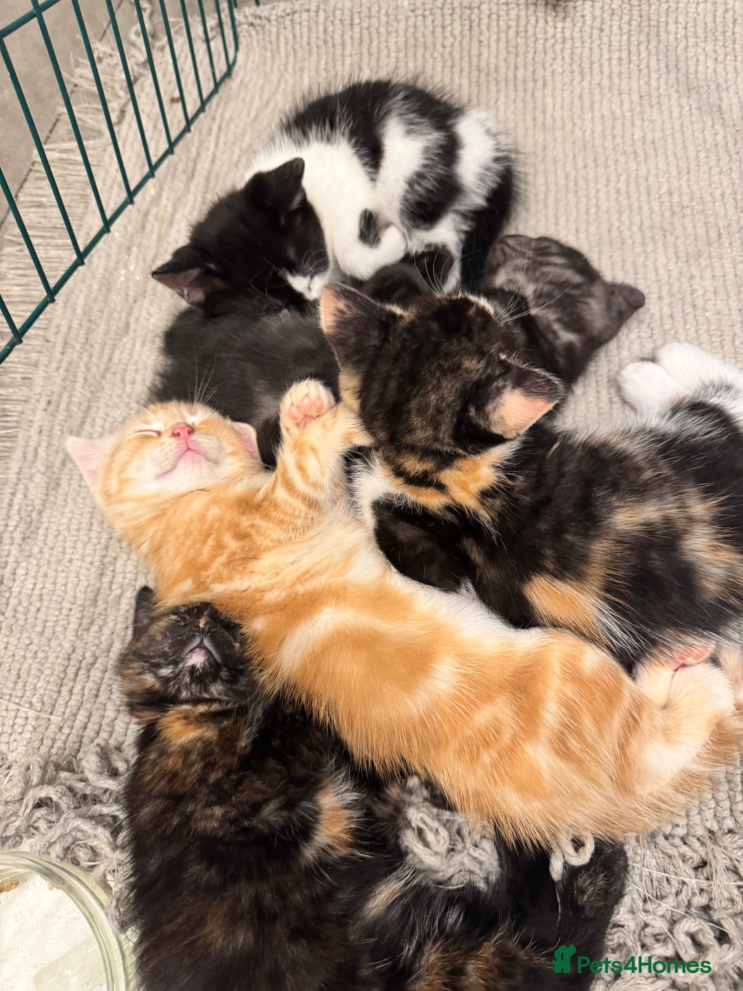 Bengal cats for sale: Bengal and British shorthair mix ginger kitten - Advert 25