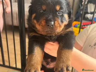 Rottweiler dogs Beautiful chunky Rottweiler puppies - Advert 1