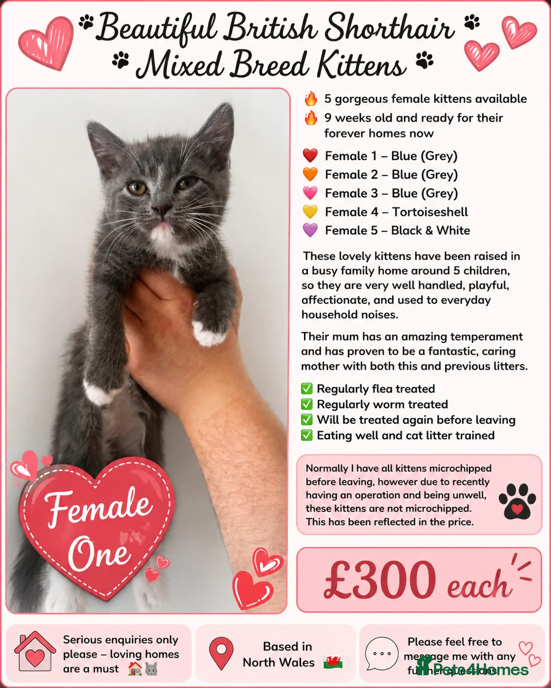 British Shorthair cats for sale: 🔥 Gorgeous Mixed British Shorthair Kittens 🔥  in Holywell - Advert 1