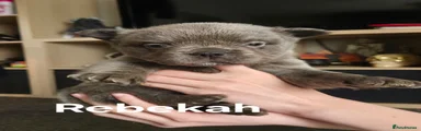 Rebekah 
