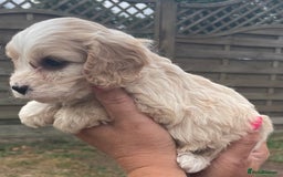Cavapoo dogs for sale: Stunning Cavapoo puppies  - Image 11