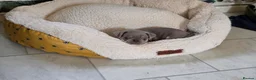 Pug dogs for sale: Reduced!!!Stunning colourful litter of pugs - Advert 13