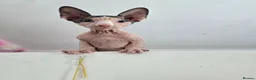 Sphynx cats for sale: Blue eyes Sphynx kitten TICA & GCCF show cats  - Advert 21