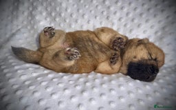 Chow Chow dogs for sale: Quality chow chow pups - Image 4
