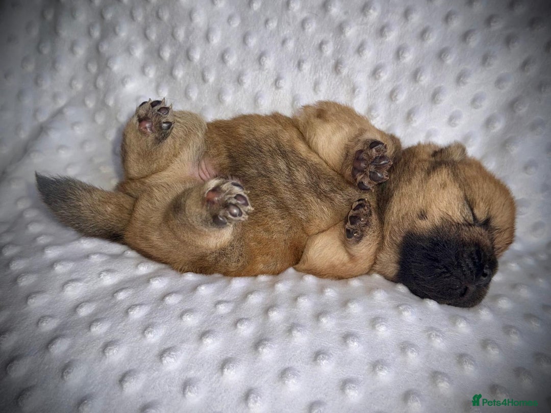 Chow Chow dogs for sale: Quality chow chow pups - Image 4