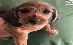 Miniature Dachshund dogs for sale: Beautiful Miniature Wirehaired Dachshunds - Image 2
