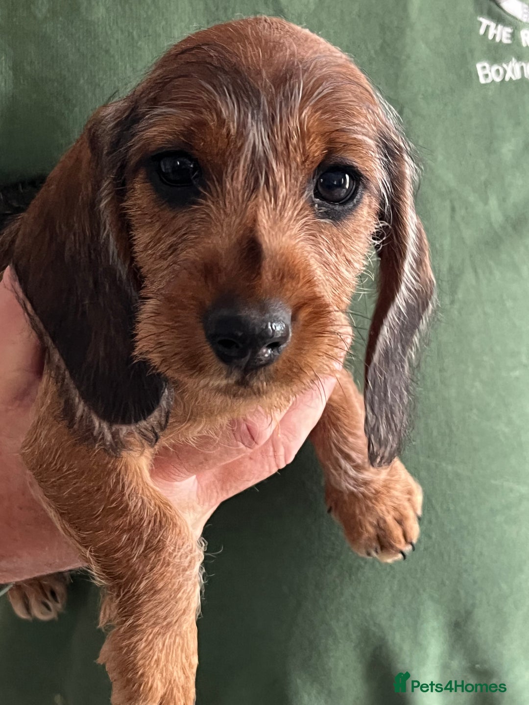 Miniature Dachshund dogs for sale: Beautiful Miniature Wirehaired Dachshunds - Image 2