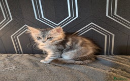 Maine Coon cats for sale: Pedigree Maine coons ready 17/11/25 - Advert 19