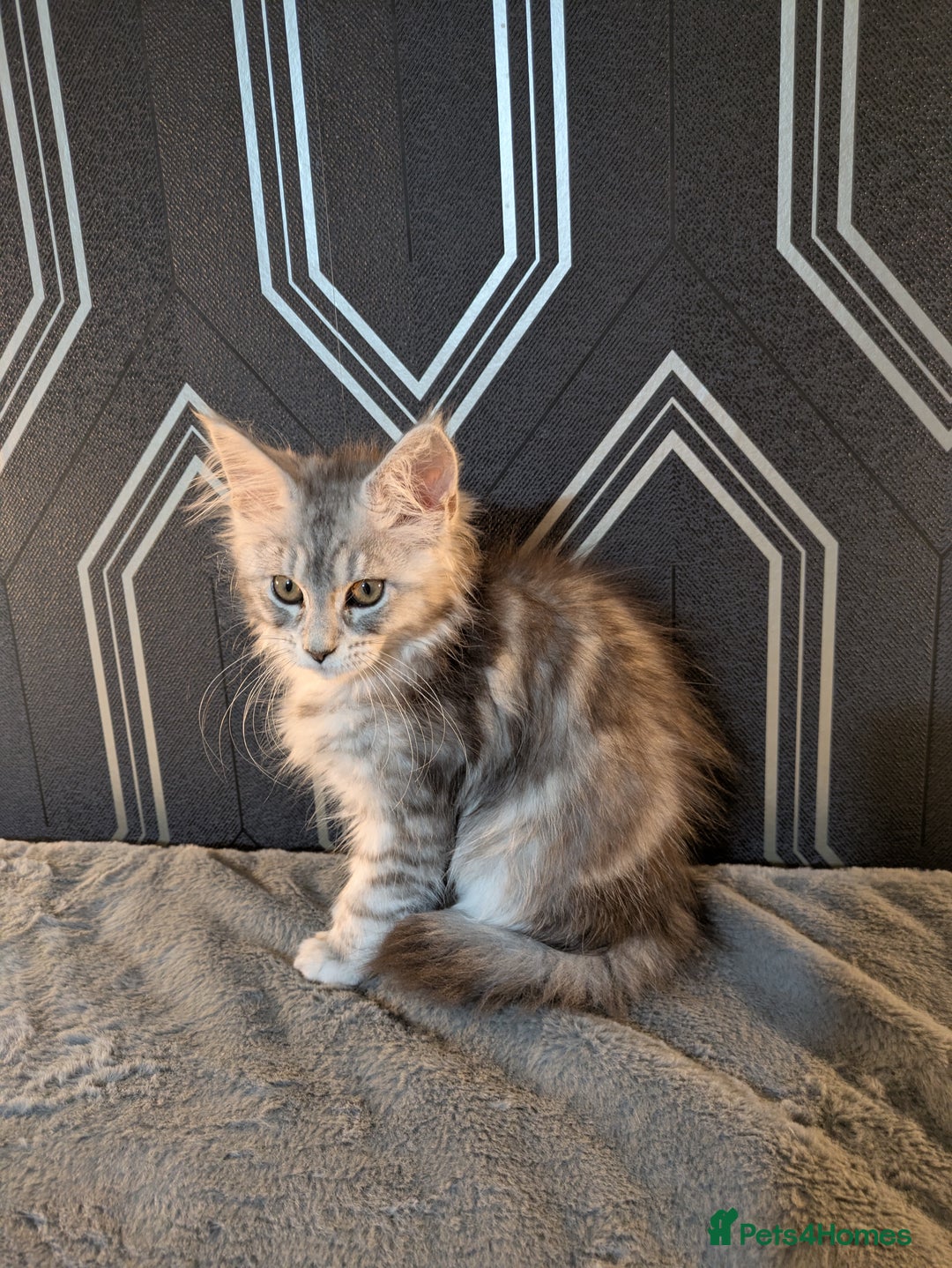 Maine Coon cats for sale: Pedigree Maine coons ready 17/11/25 - Advert 19