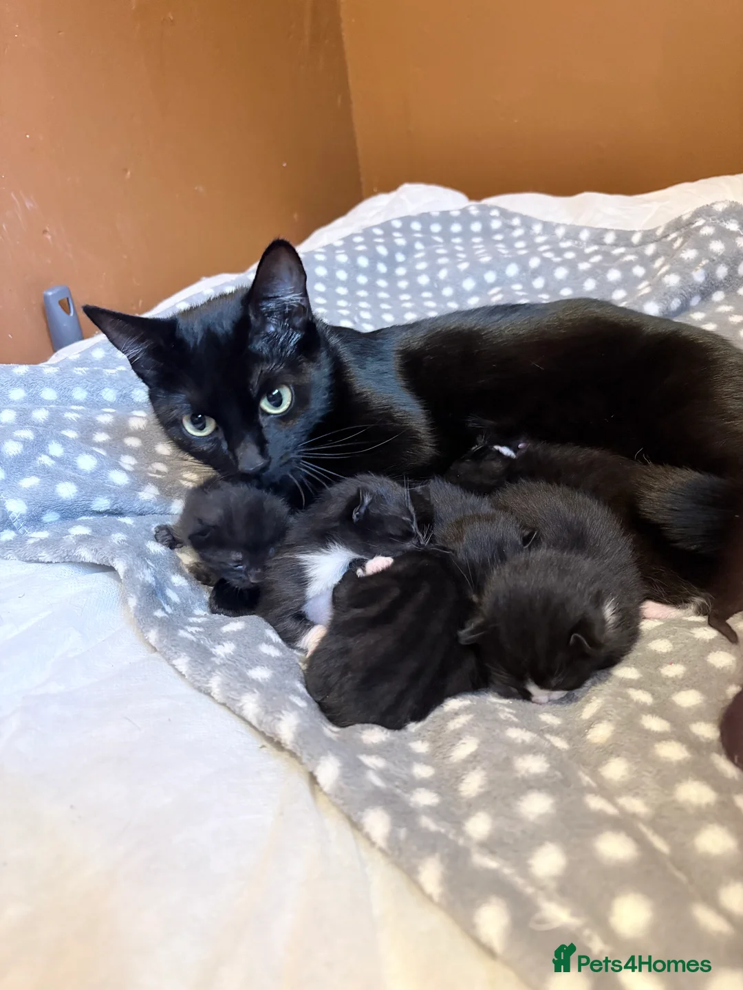 Mixed Breed cats for sale: kittens - Advert 1