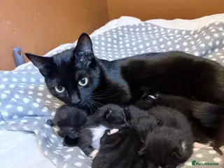 Mixed Breed cats kittens - Advert 2