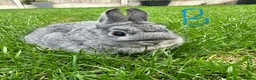 Netherland Dwarf rabbits for sale: Netherland Dwarf Rabbits for sale  - Advert 8