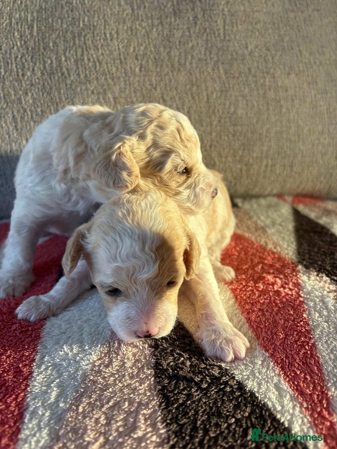 Poochon dogs for sale: Adorable Poochon Puppies  - Advert 4