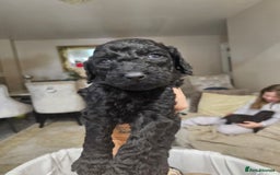 Standard Poodle dogs for sale: Stunning 5* Standard chunky poodle puppies 🐶  - Image 23