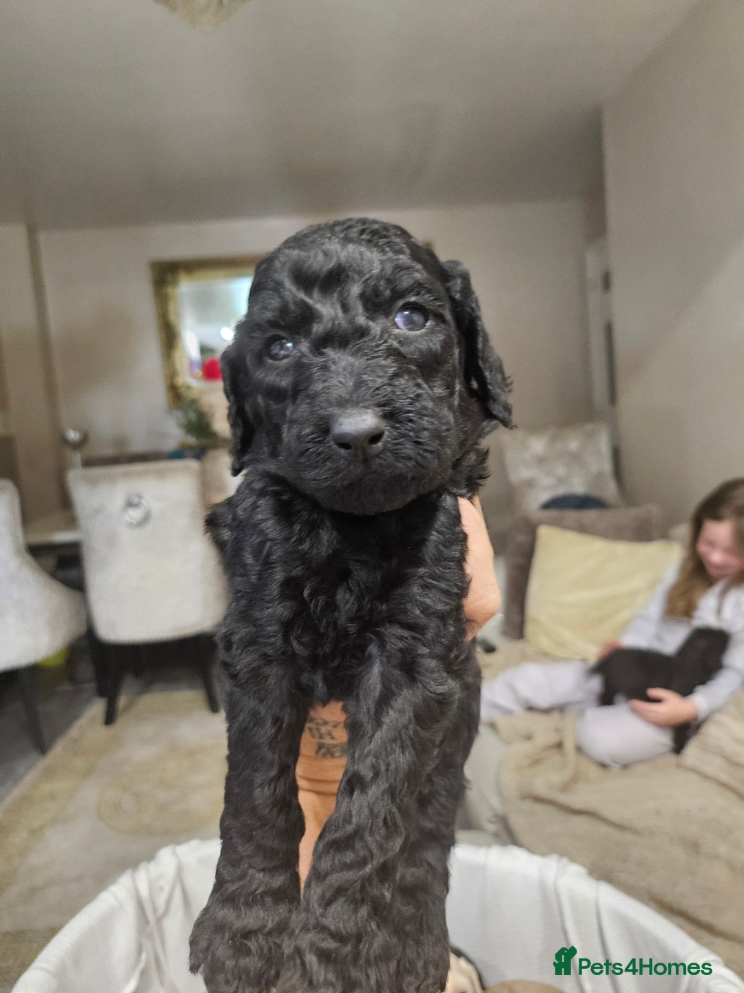 Standard Poodle dogs for sale: Stunning 5* Standard chunky poodle puppies 🐶  - Image 23