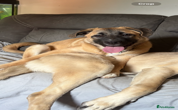 Anatolian Shepherd dogs - Advert 1