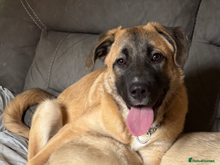 Anatolian Shepherd dogs - Advert 1