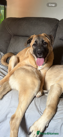 Anatolian Shepherd dogs - Advert 1