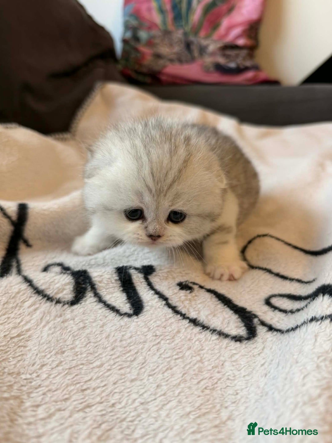 Scottish Fold cats for sale: Scottish fold / straight Kittens  - Advert 14