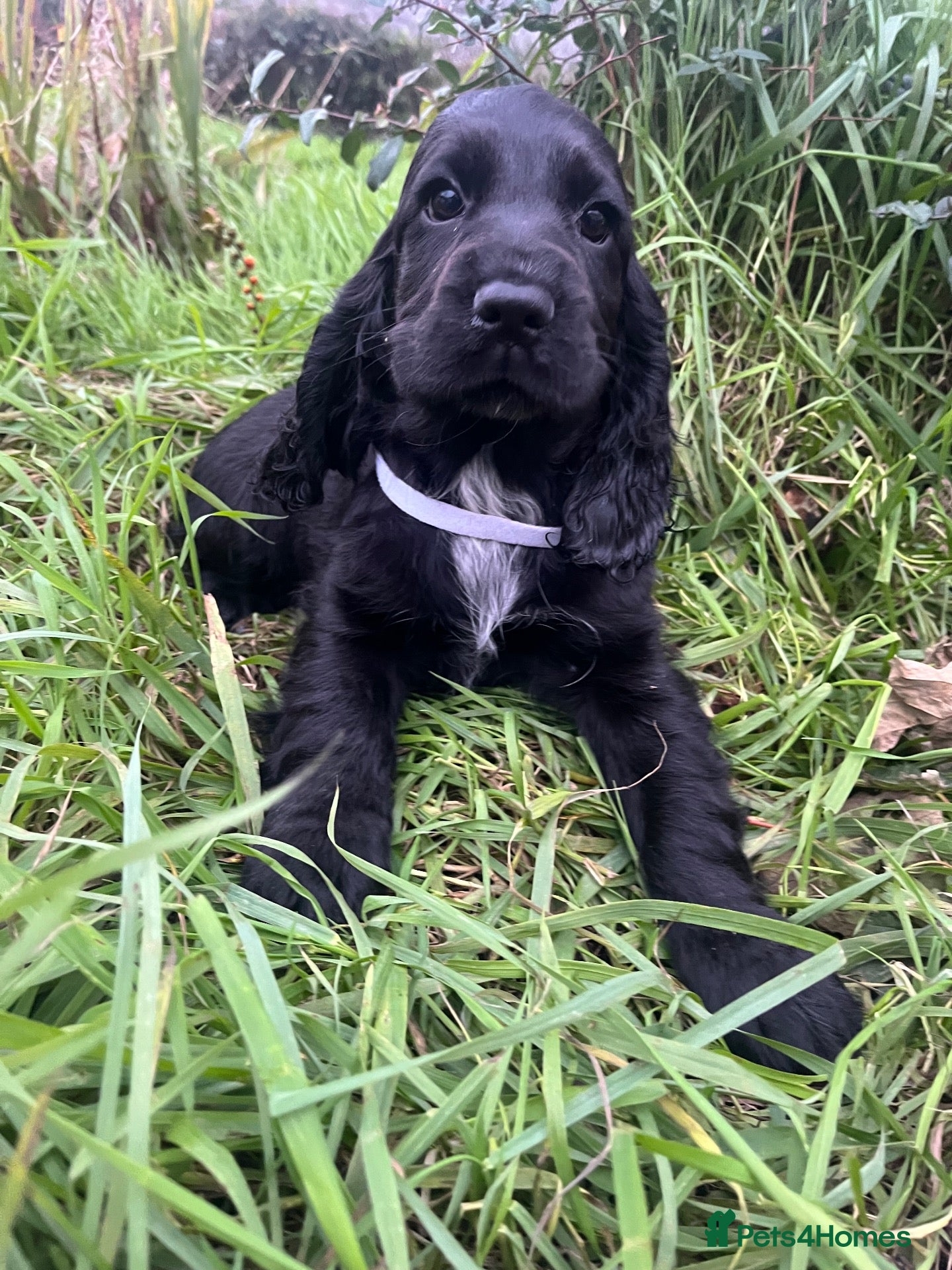 Cocker Spaniel dogs Stunning show type cocker spaniel puppies  - Advert 1