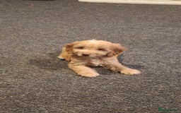 Cockapoo dogs for sale: Cockapoo puppy  - Image 5