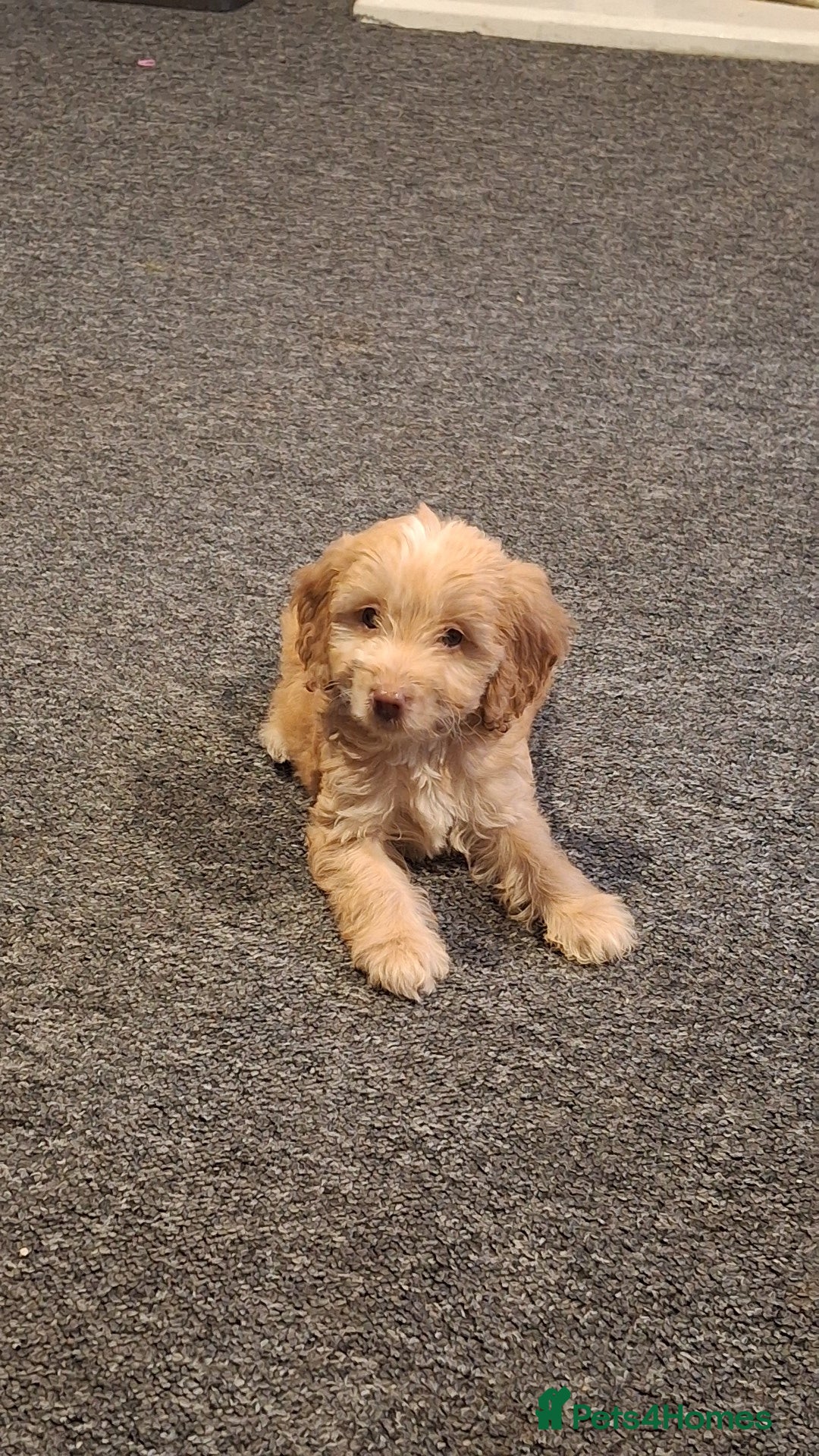 Cockapoo dogs for sale: Cockapoo puppy  - Image 5