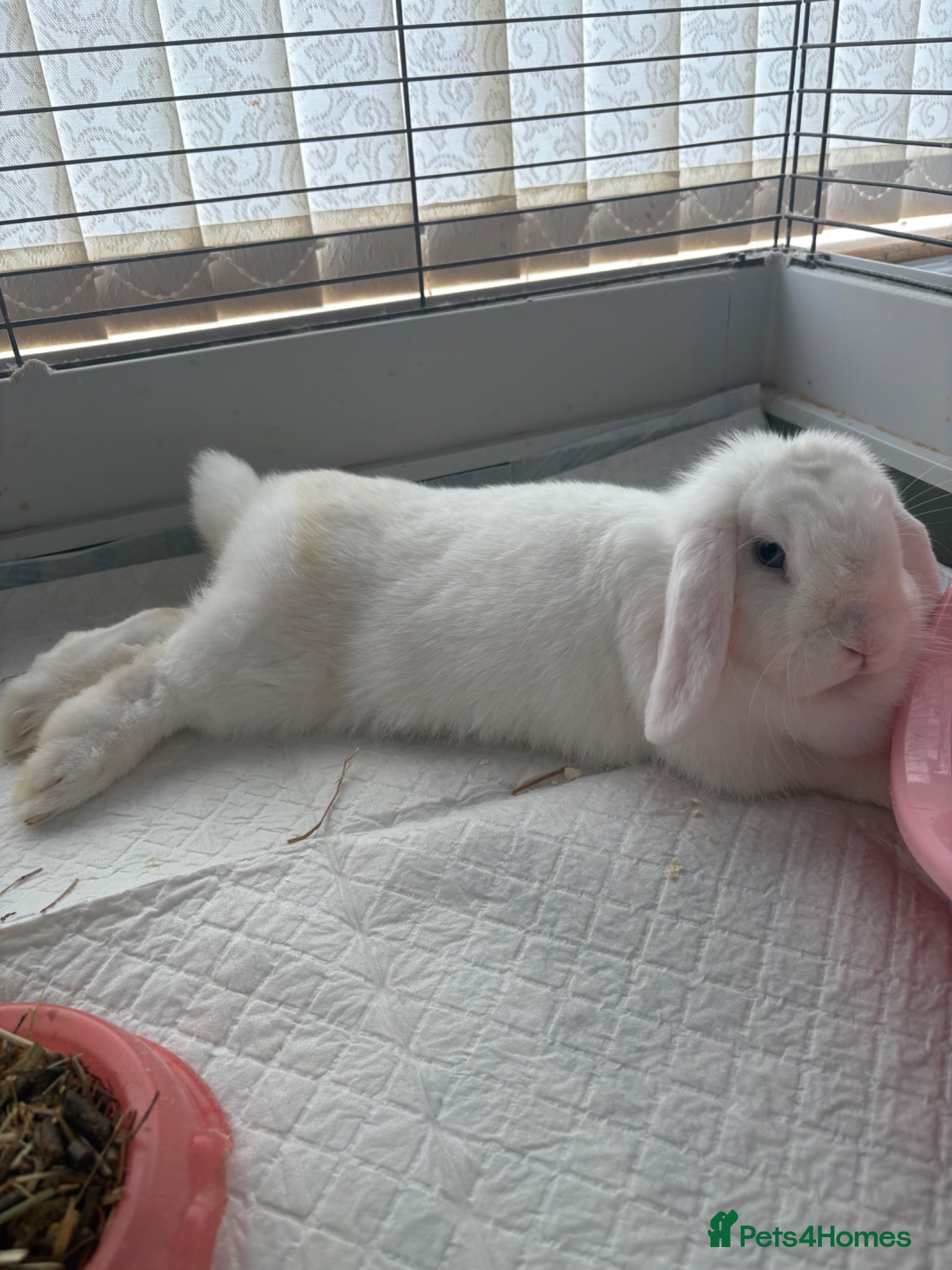 Mini Lop rabbits for sale: Mini Lop Rabbit - Advert 1