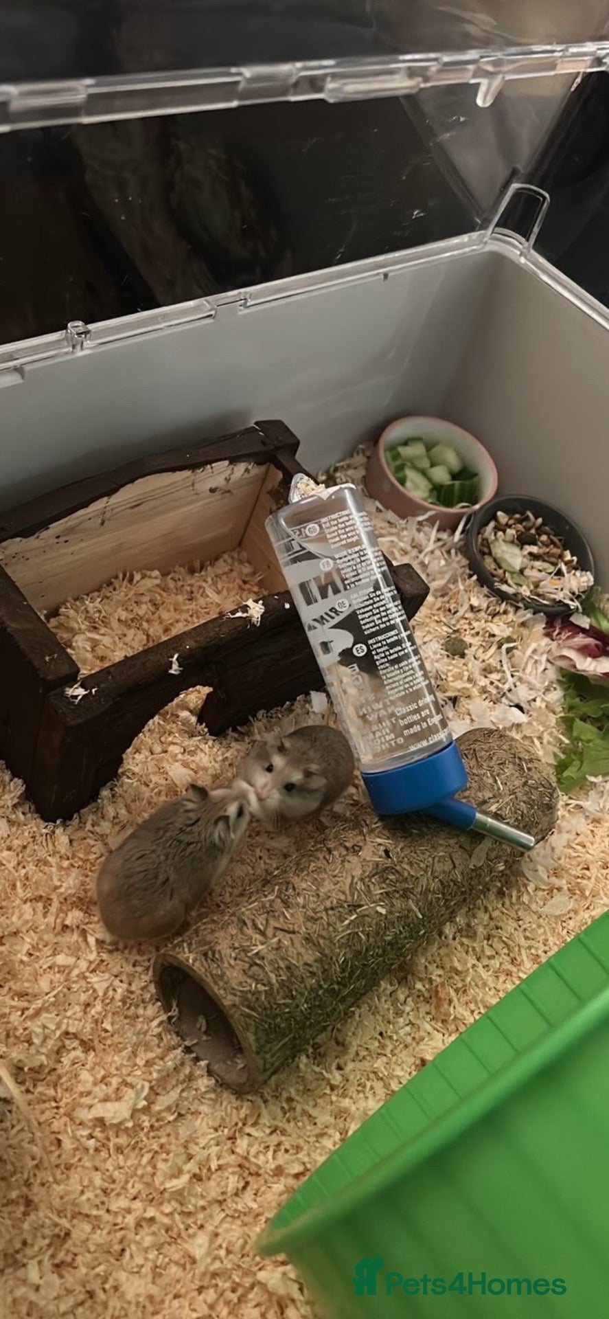 Hamster rodents 2 roborovski hamsters + set up  - Advert 5