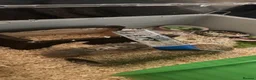 Hamster rodents for sale: 2 roborovski hamsters + set up  - Advert 1