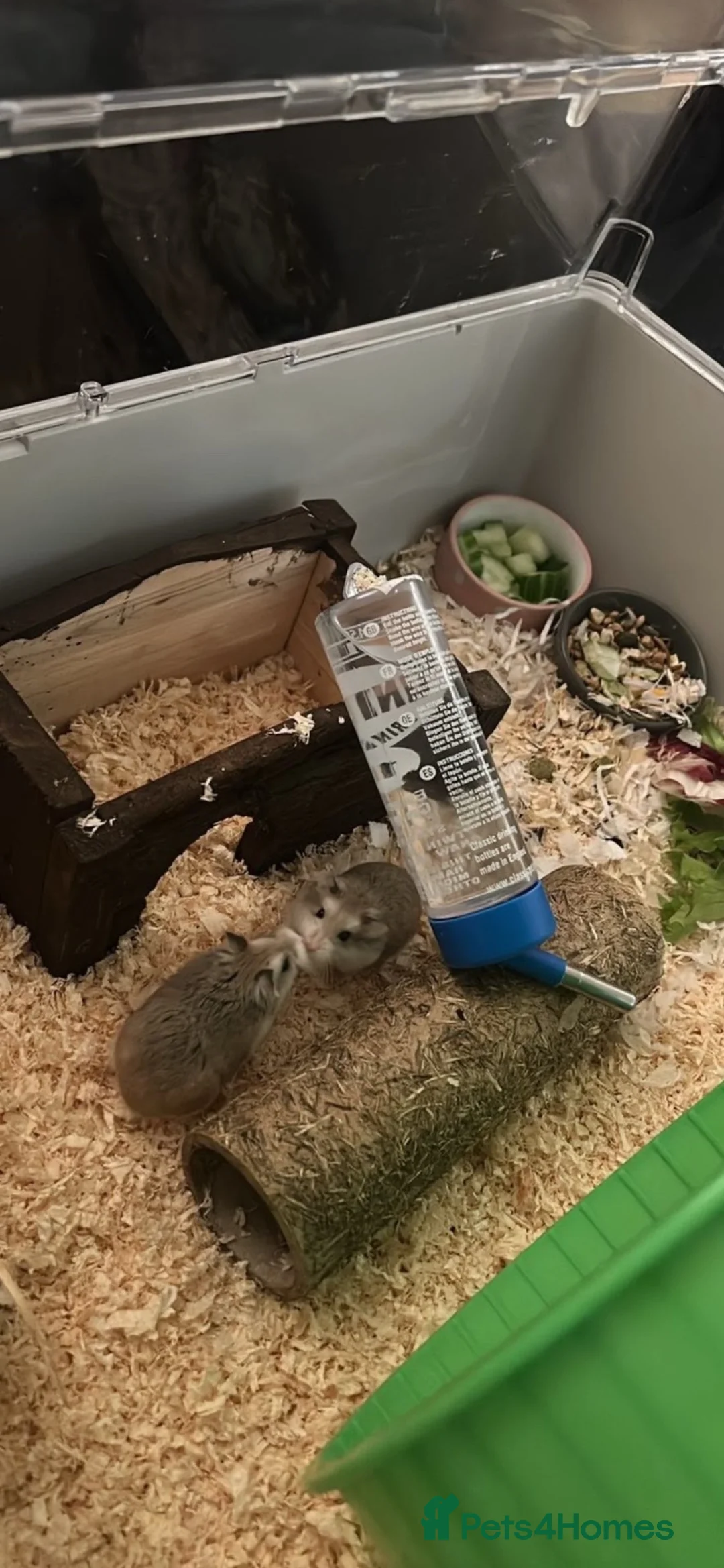 Hamster rodents for sale: 2 roborovski hamsters + set up  - Advert 1