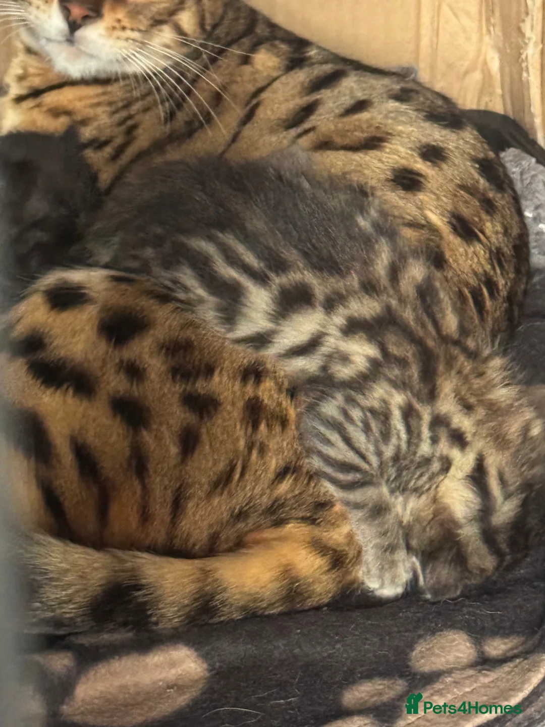 Bengal cats for sale: Bengal kittens  in Swindon - Advert 3