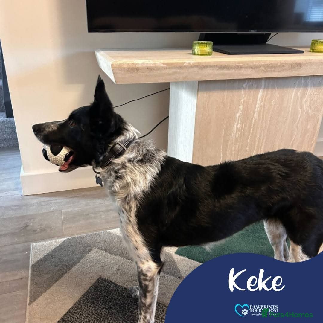 Mixed Breed dogs Meet Zeke, currently residing in Cheshire  - Advert 1