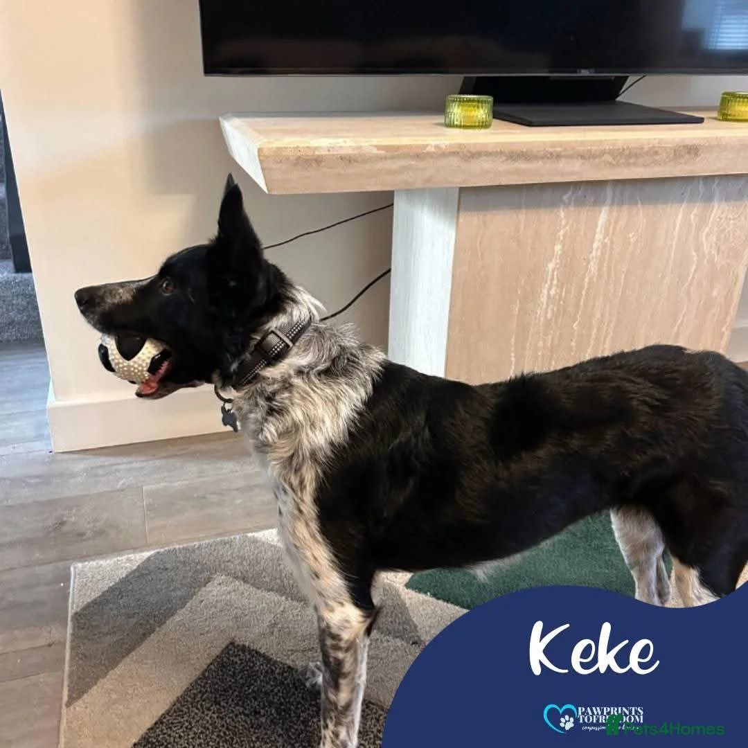 Mixed Breed dogs for adoption: Meet Zeke, currently residing in Cheshire  - Advert 1