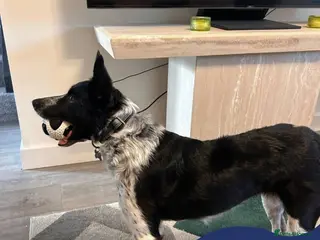 Mixed Breed dogs Meet Zeke, currently residing in Cheshire - Advert 1