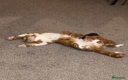 Domestic Shorthair cats for sale: Ginger male kittens  - Image 4
