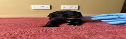 Cocker Spaniel dogs for sale: Beautiful Male Cocker Spaniel Puppies - Advert 13