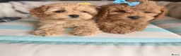 Cockapoo dogs for sale: ✨ 🧡  F1 dna tested cockerpoo ready now🧡✨ - Advert 6