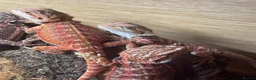 Bearded Dragon reptiles for sale: 💥💥💥Baby Dragons! WEEKEND SPECIAL £150 💥💥💥 - Advert 23
