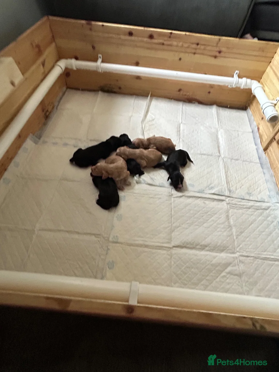 Cocker Spaniel dogs for sale: Cocker spaniels  - Advert 2