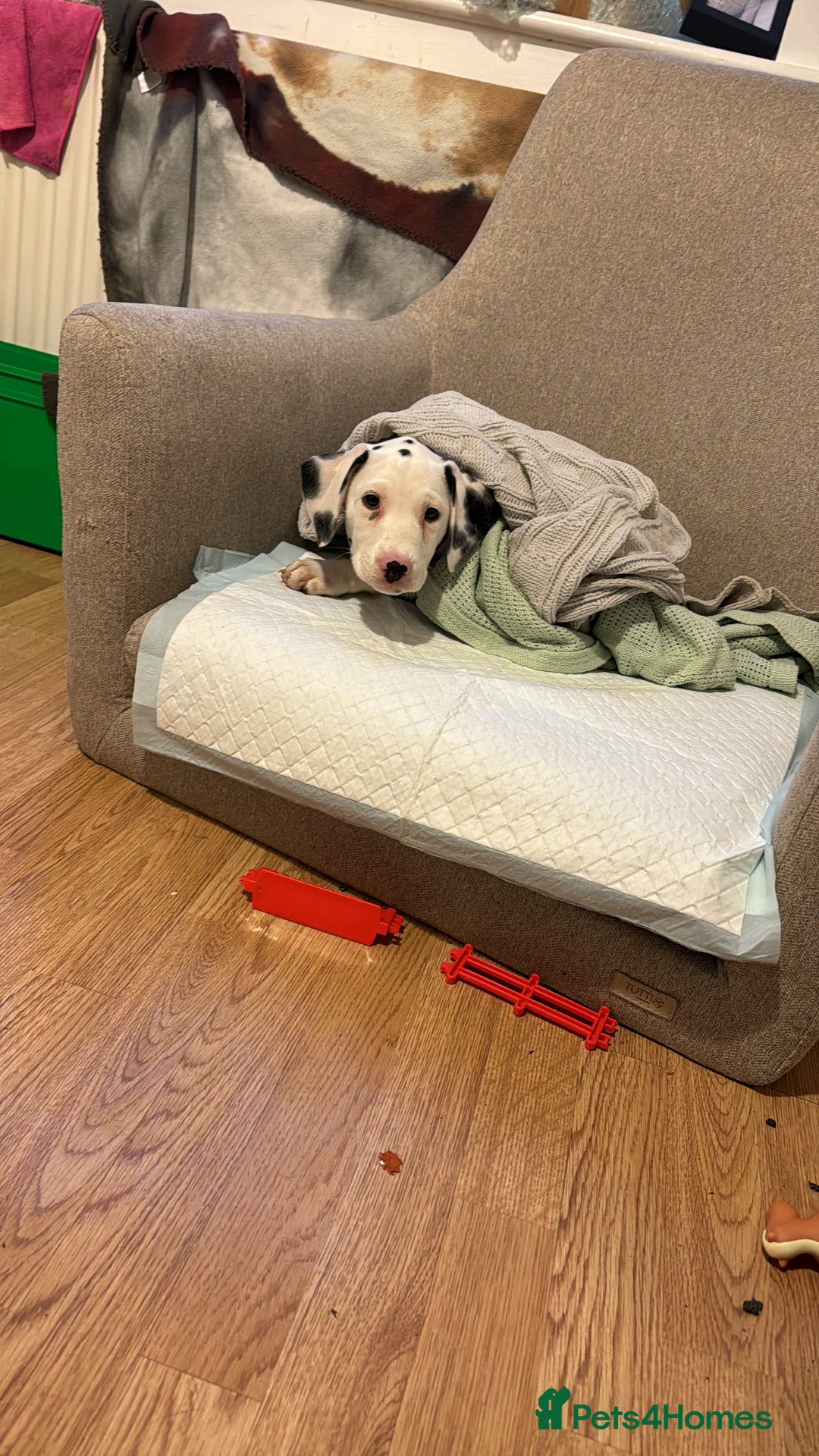 Dalmatian dogs for sale: Dalamatian puppy for sale  - Image 5