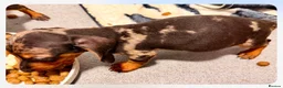 Dachshund dogs for sale: Beautiful boy remi - Advert 10