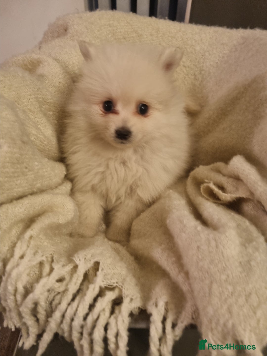 Pomeranian dogs for sale: Pomeraniums  - Advert 7