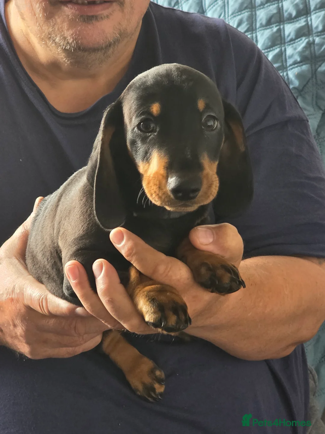 Dachshund dogs for sale: Outstanding Purebred Dachshunds: Health-Tested💎 - Advert 2