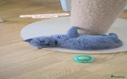 British Shorthair cats for sale: CHUNKY BLUE BRITISH SHORT HAIR KITTENS - Image 4