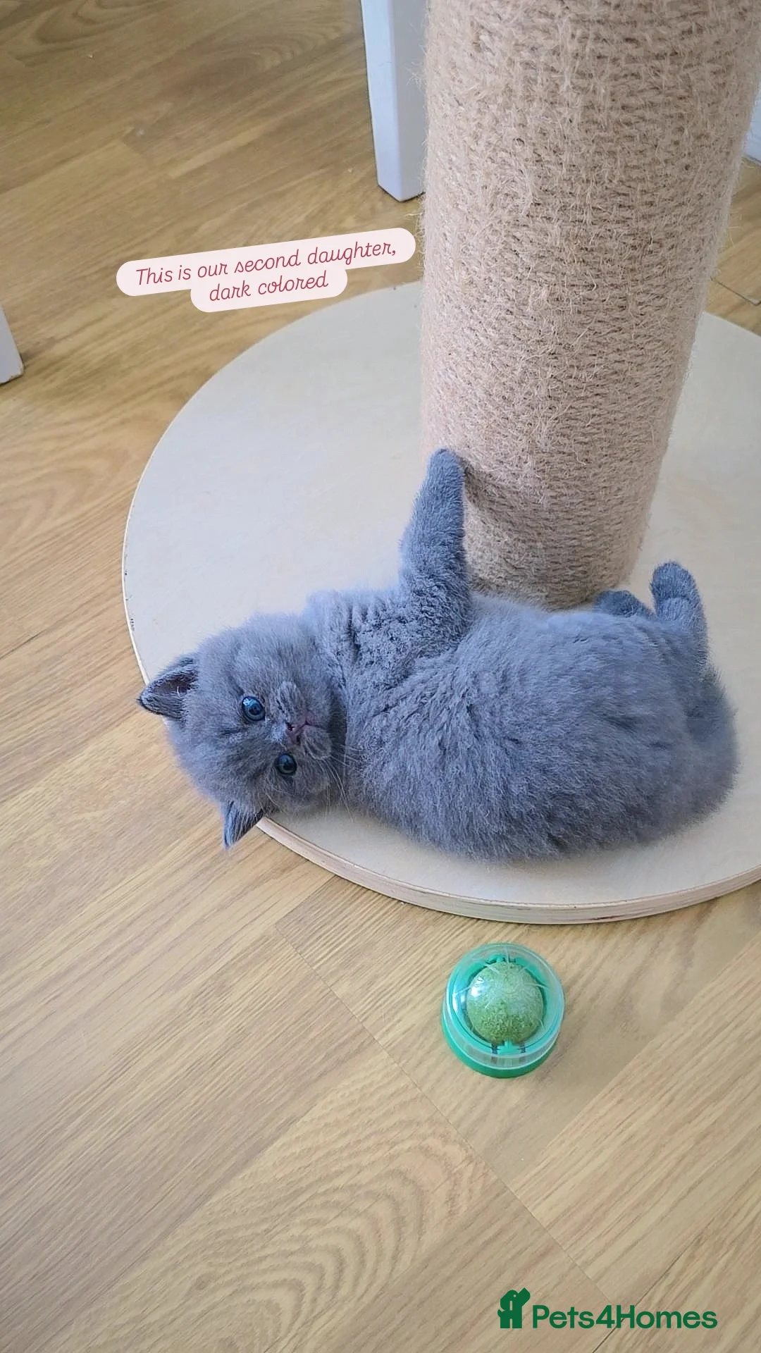 British Shorthair cats for sale: CHUNKY BLUE BRITISH SHORT HAIR KITTENS - Image 4