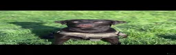Labrador Retriever dogs for stud: For stud  - Advert 1