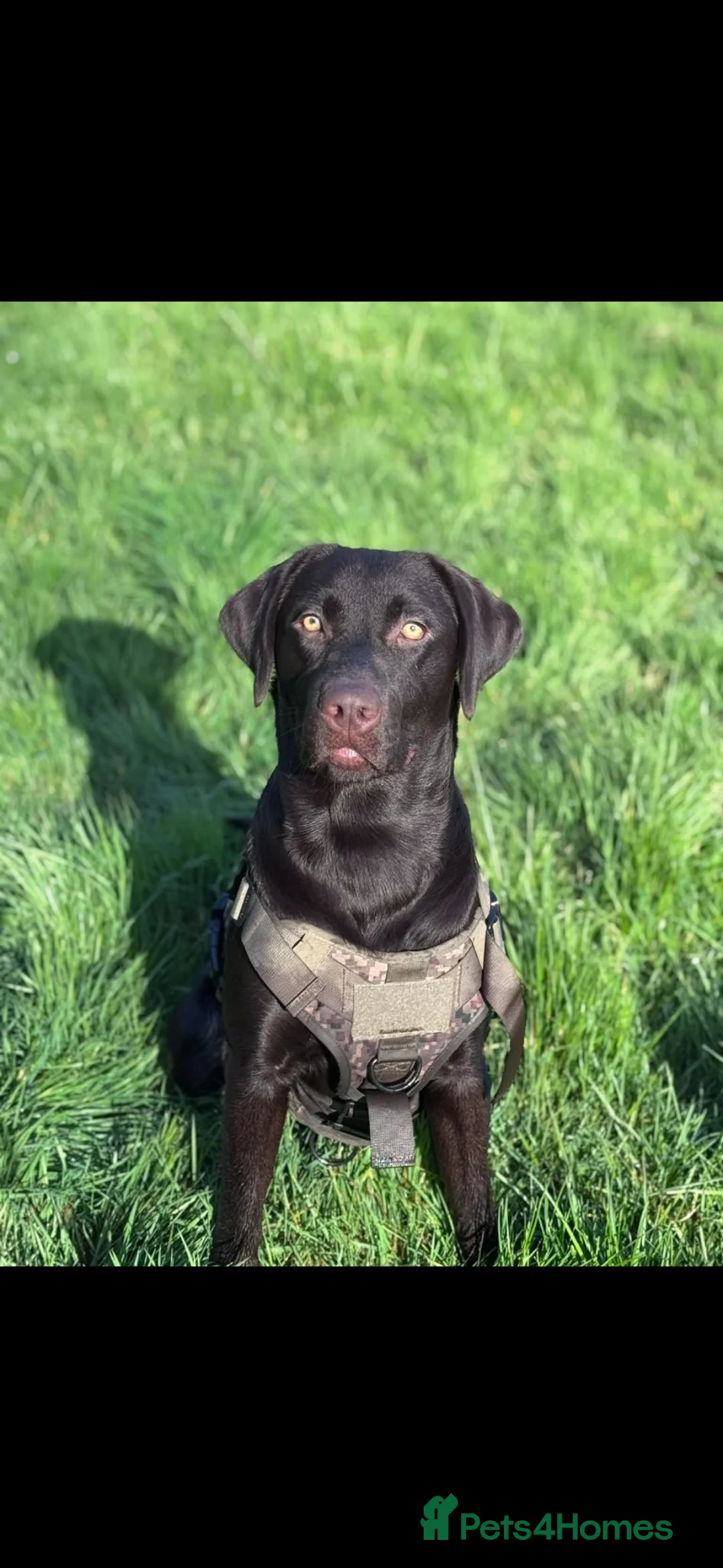 Labrador Retriever dogs for stud: For stud  - Advert 1